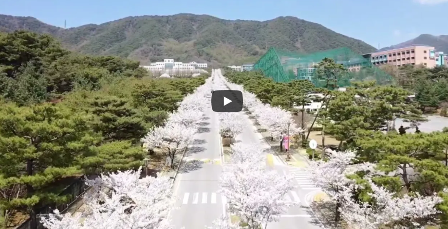 [캠퍼스 소개] 벚꽃이 만발한 세명대학교~!