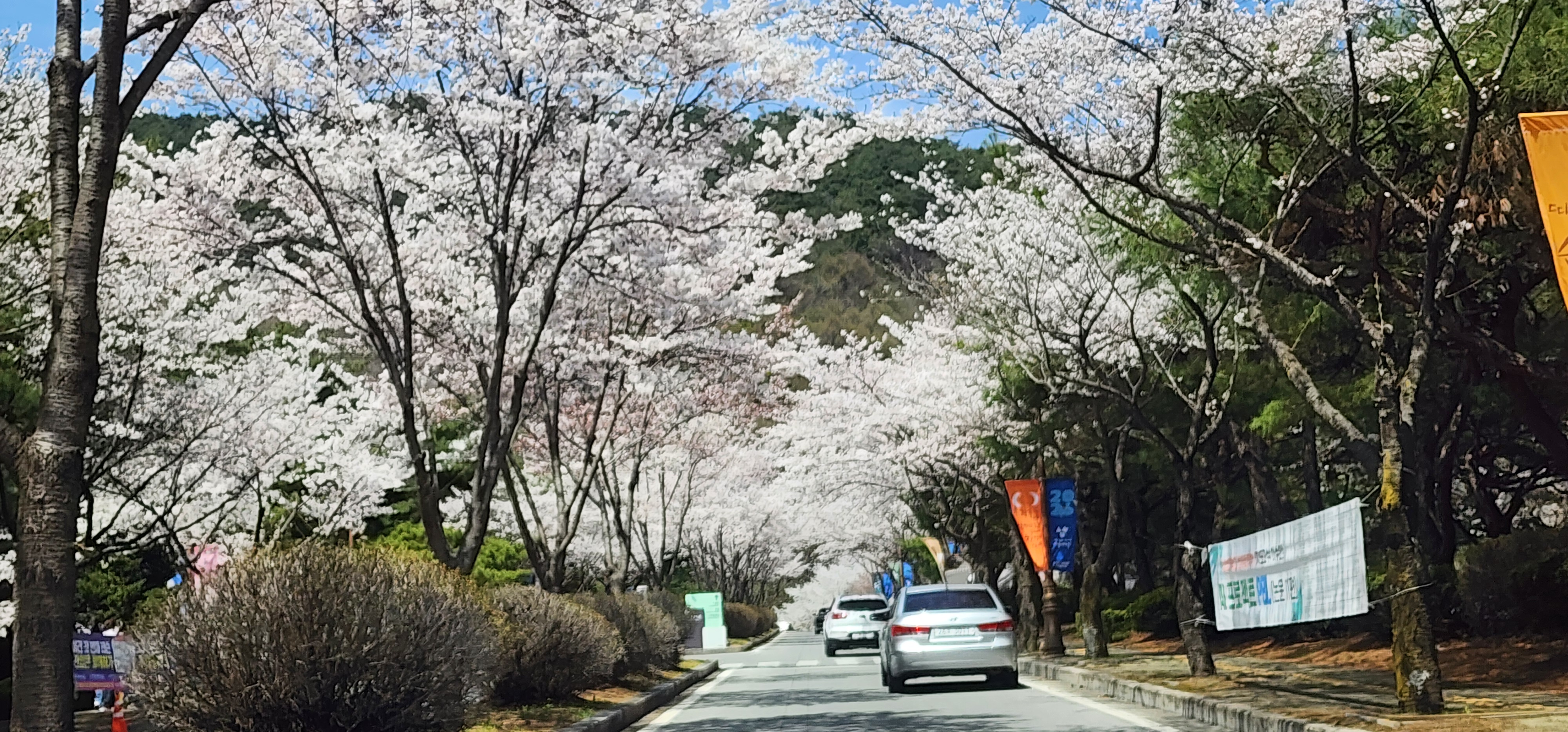 charm 커뮤니케이션 수업 -  벚꽃 걷기 및 학교 공간 찾기